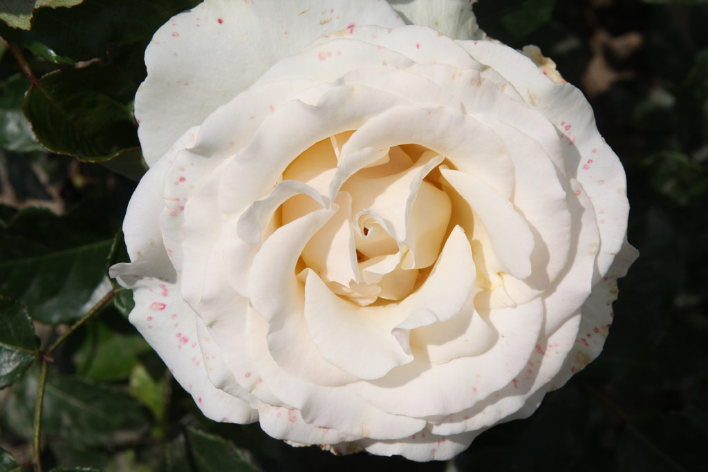 růže Jose Carreras