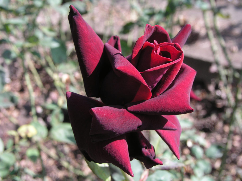 růže Josef Klime
