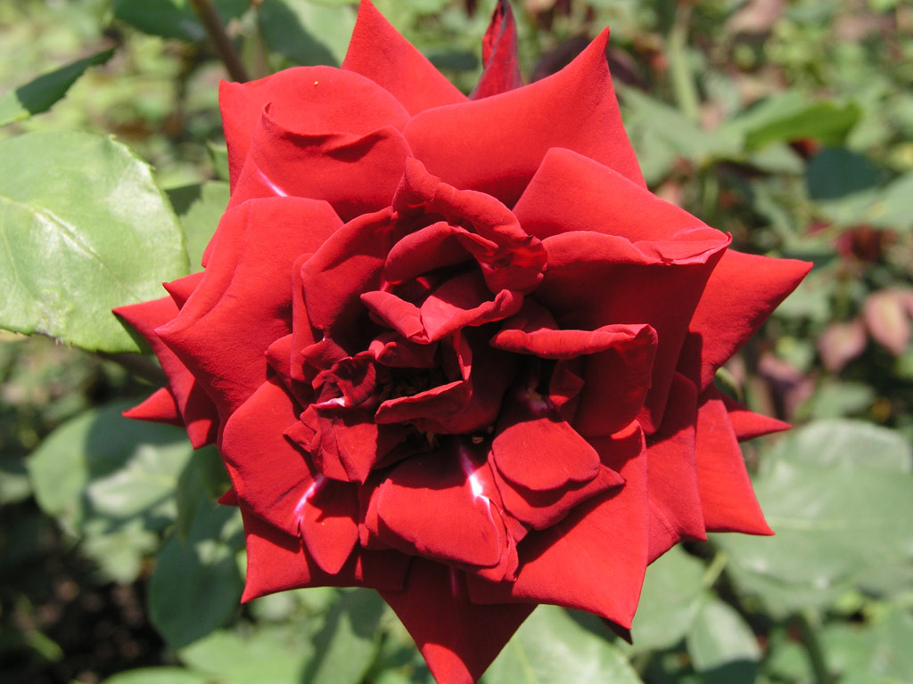 růže Josef Klime