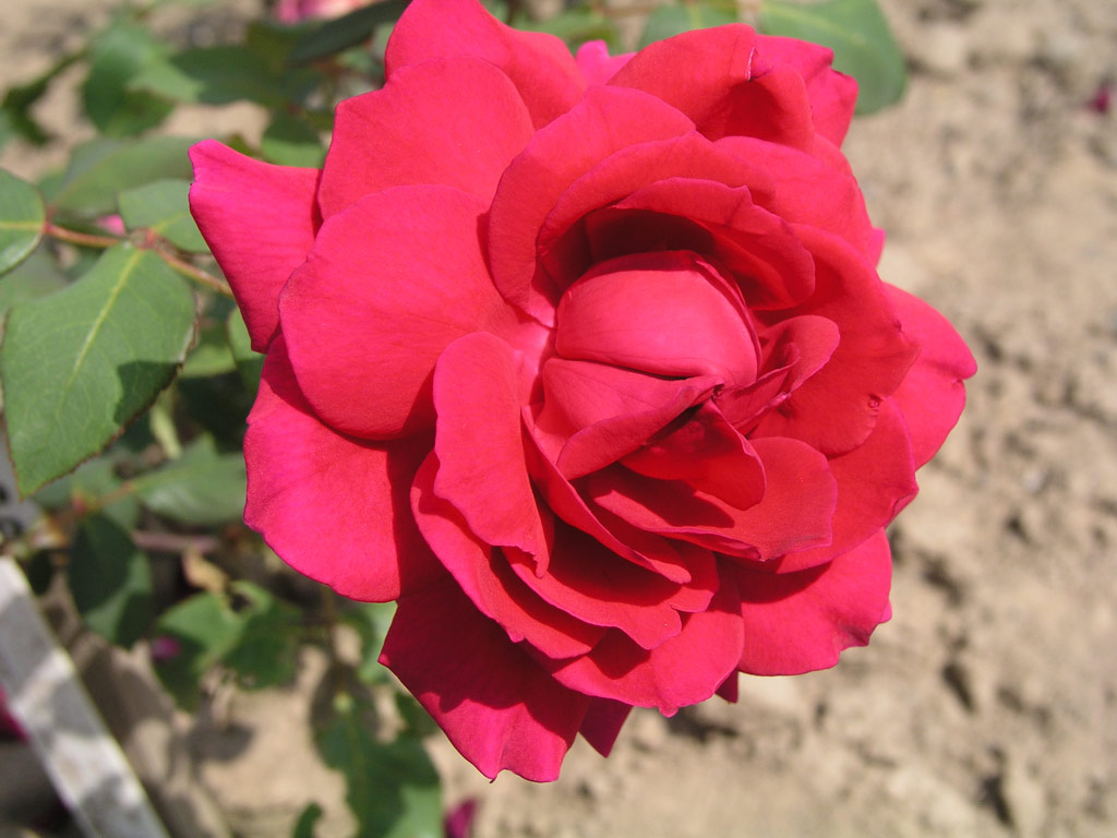 růže Josef Strnad