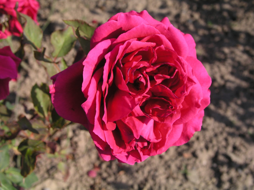 růže Josef Strnad