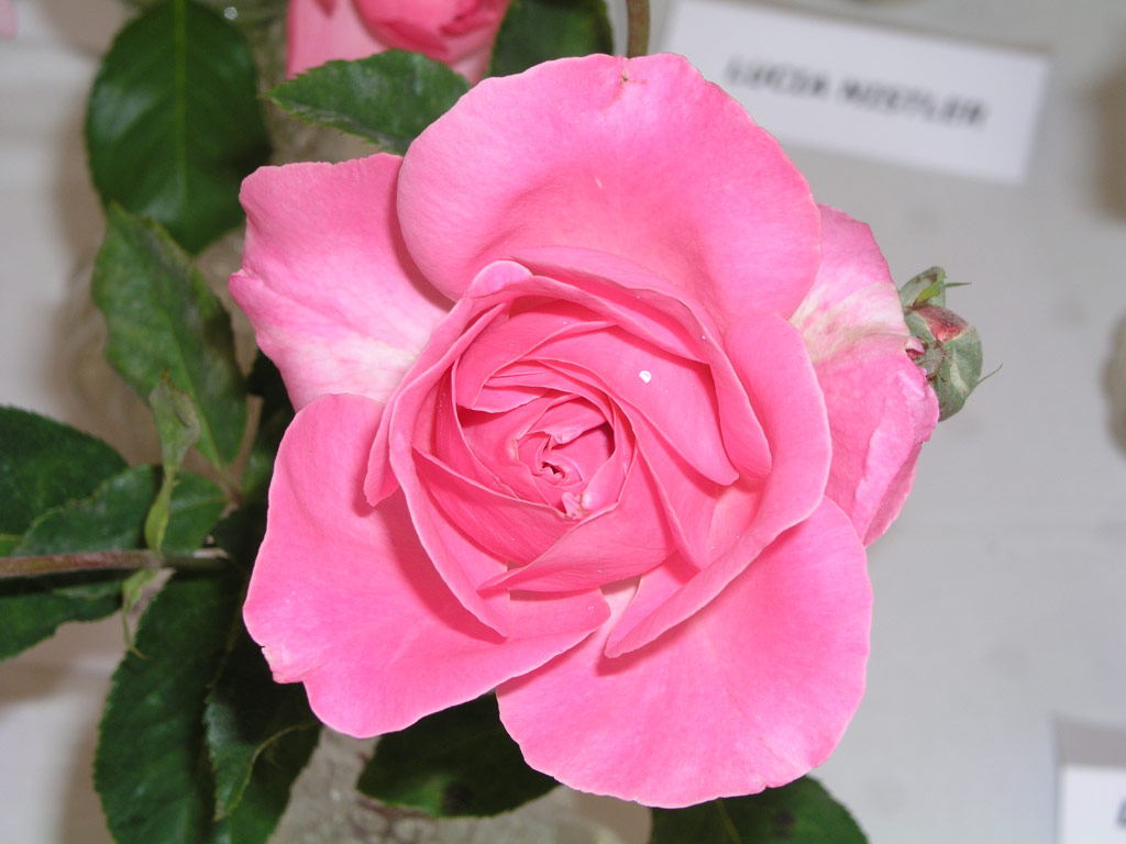 růže Josefina de Saldago