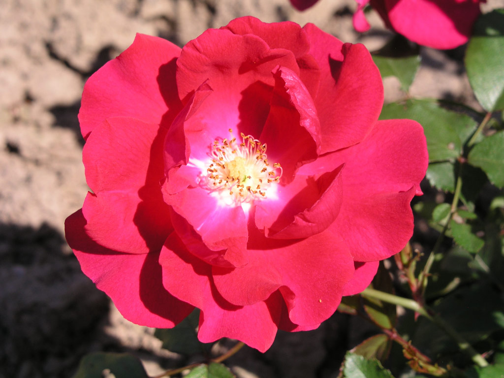 růže Joseph Guy