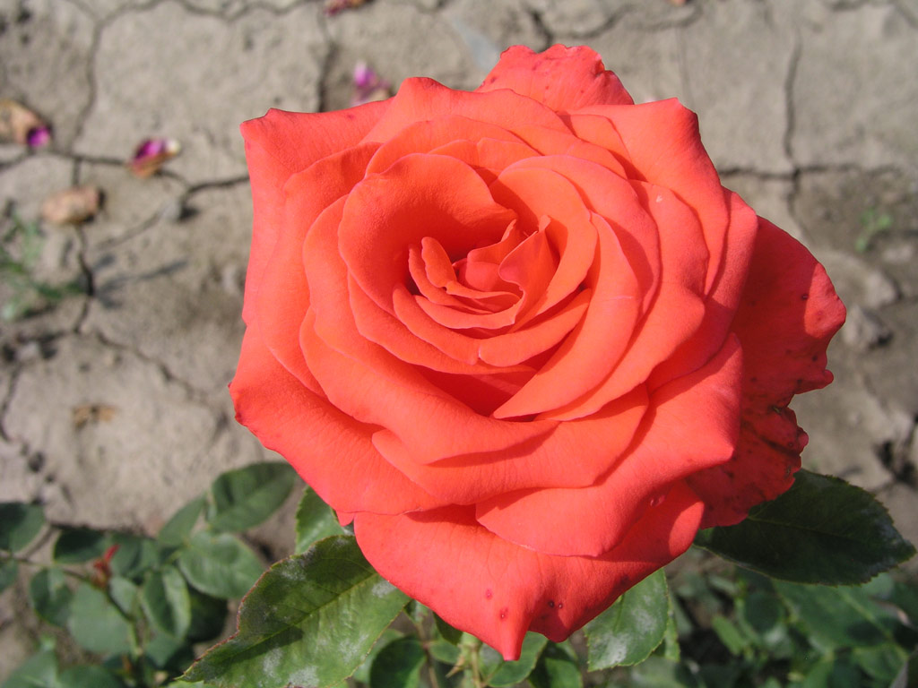 růže Josephine Baker