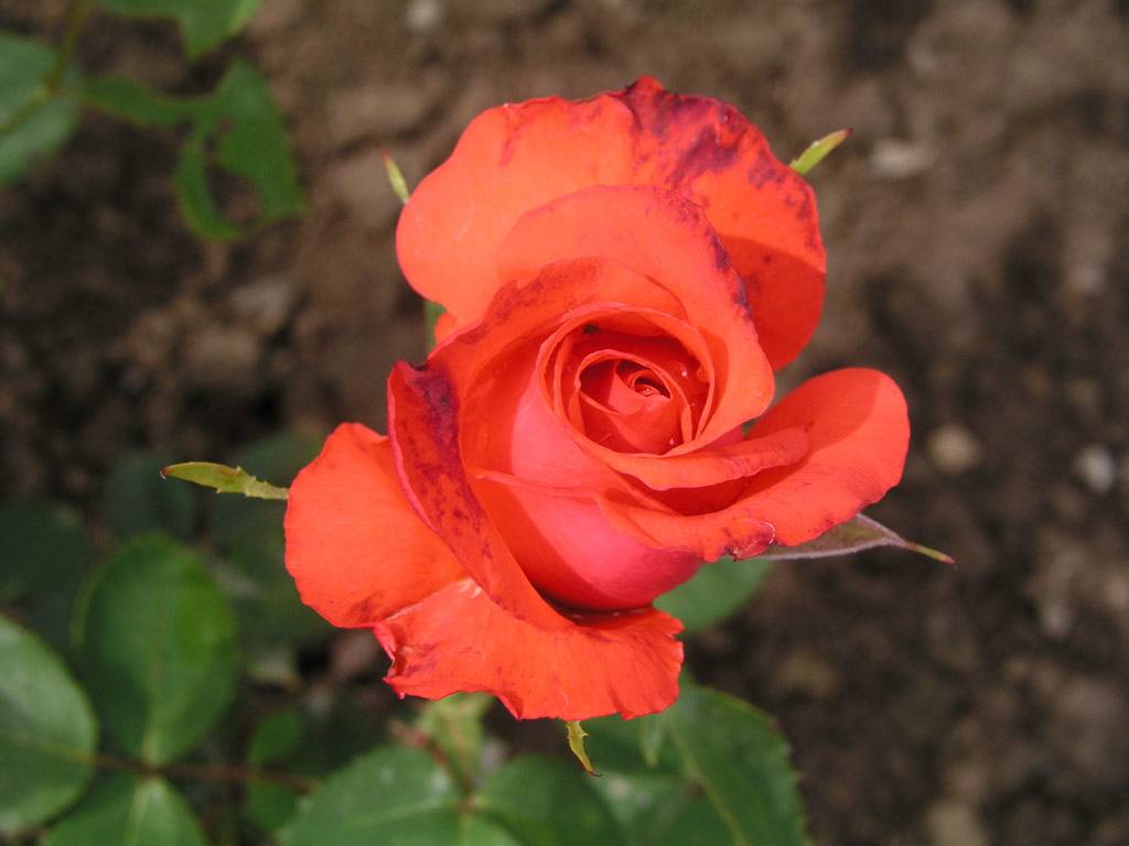 růže Josephine Baker