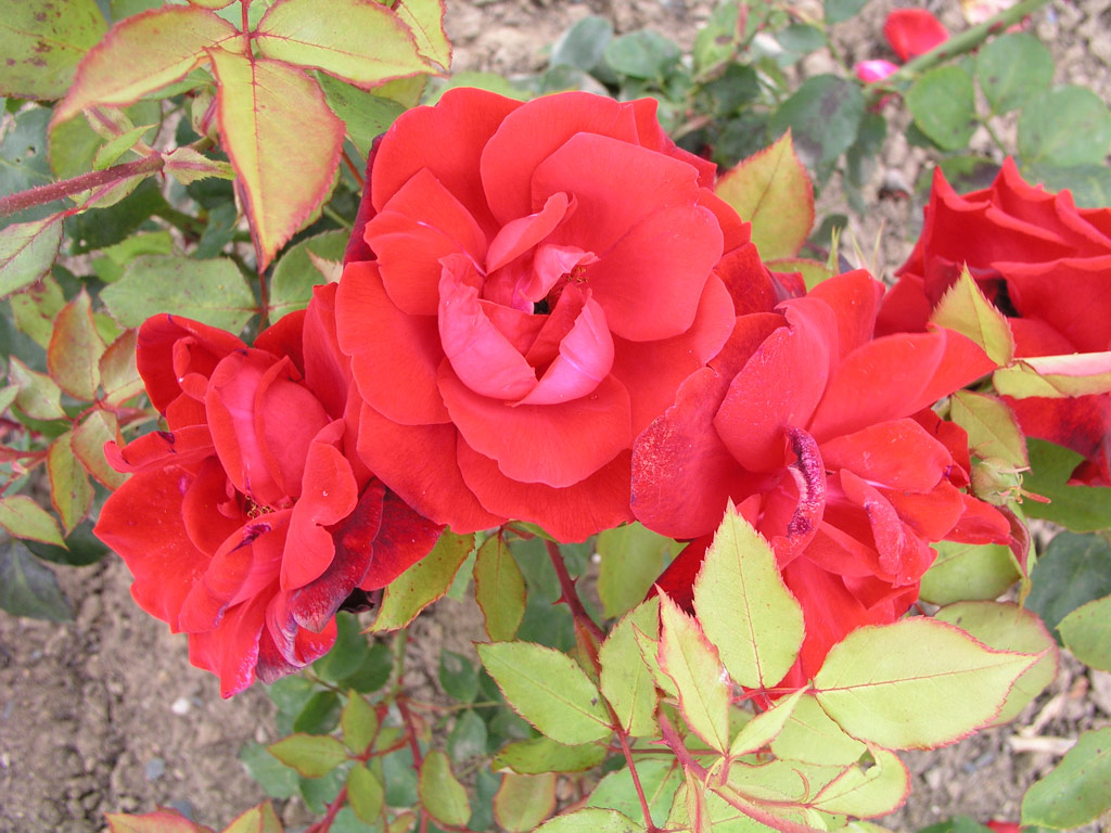 růže Josephine Bruce