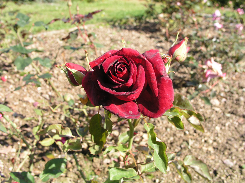 růže Josephine Bruce