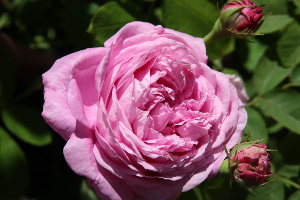 růže Josephine Ritter