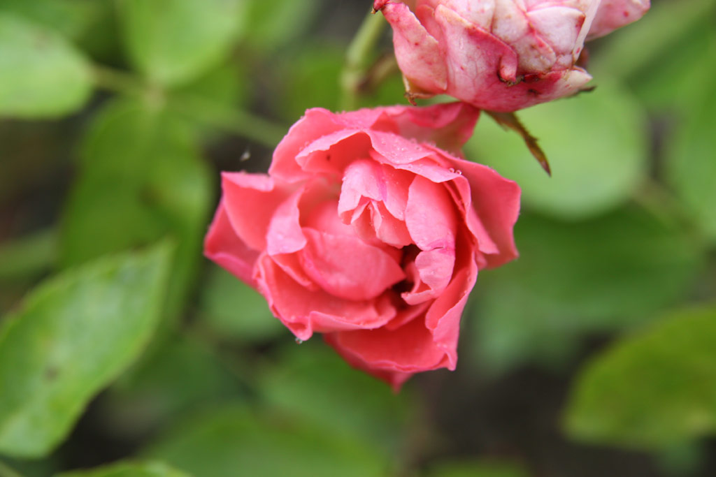růže Jsika Mikls