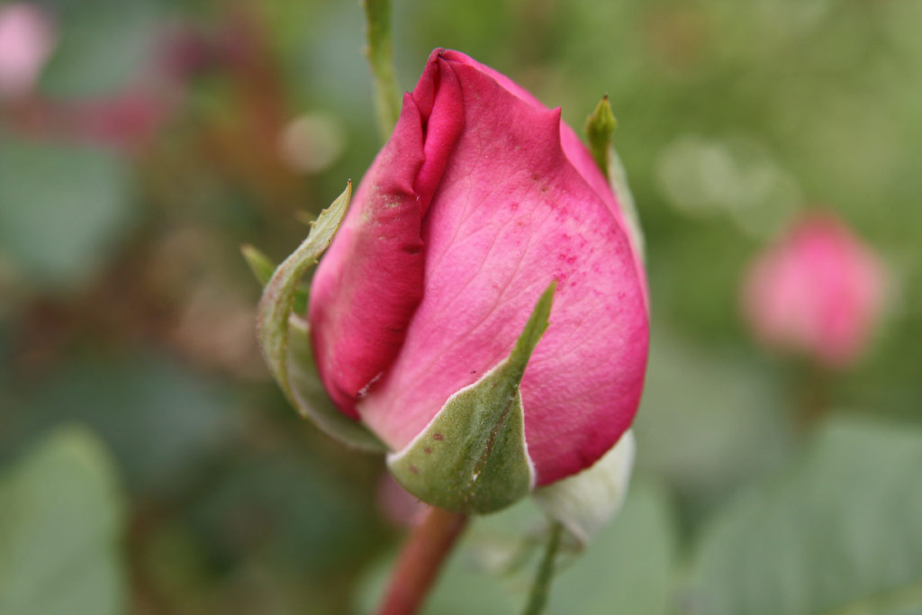 růže Jubilumsrose