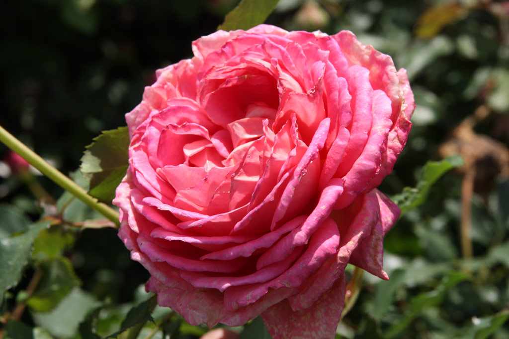 růže Jubilee Celebration