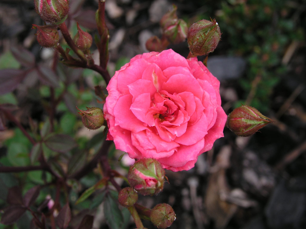 růže Judy Fischer