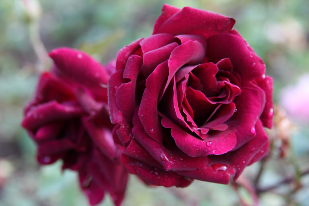 růže Jugoslavije (Borov hora)