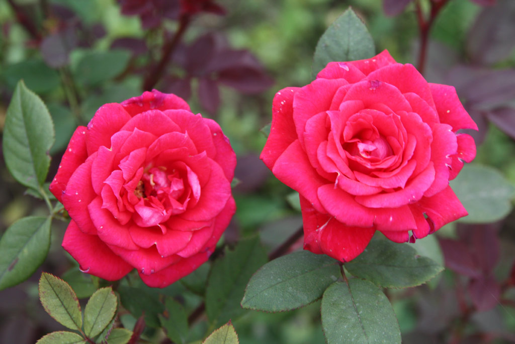 růže Juhsz Gyula Emlke
