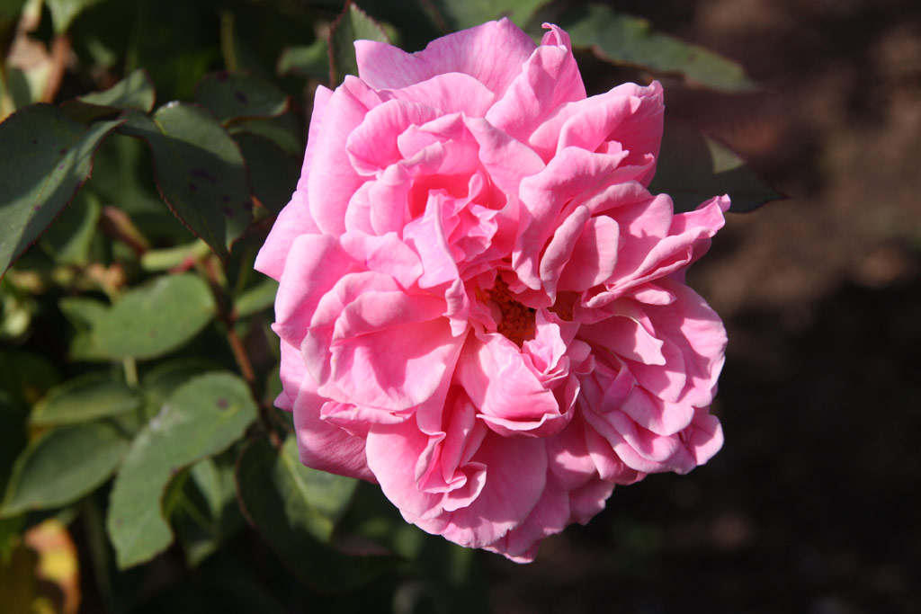 růže Jules Girodit