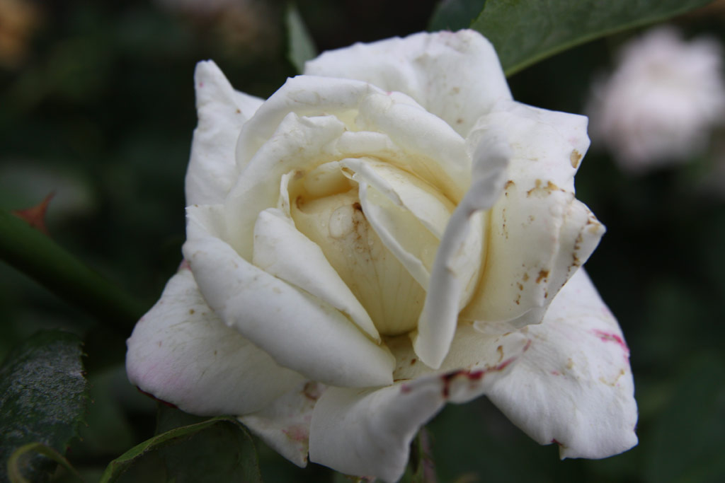 růže Julianus Bart