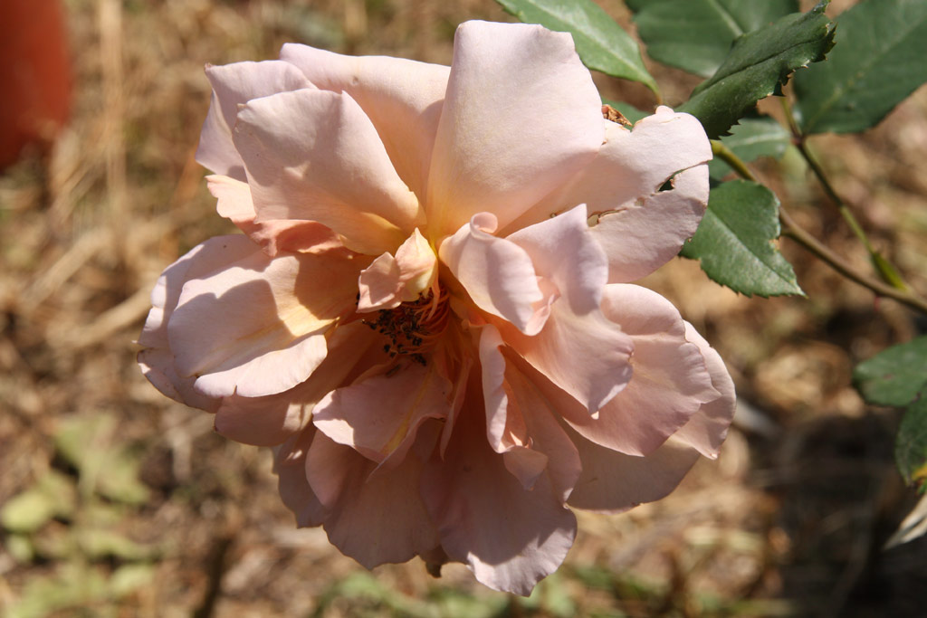 růže Julias Rose