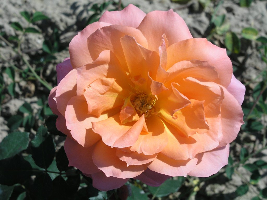 růže Julie Delbard