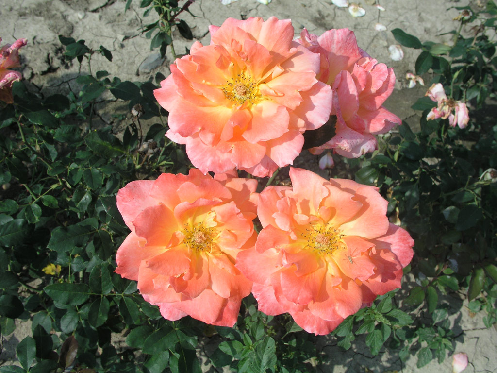 růže Julie Delbard
