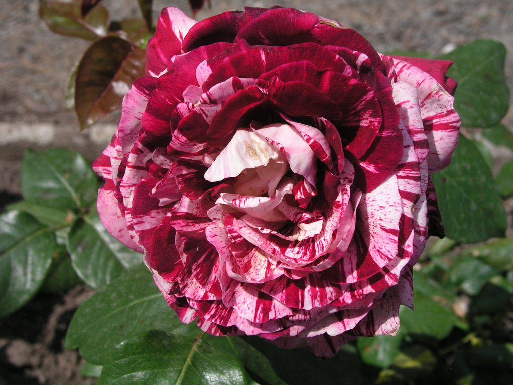 růže Julio Iglesias