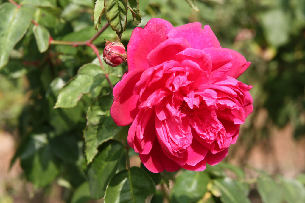 růže Julius Fabianics de Misefa