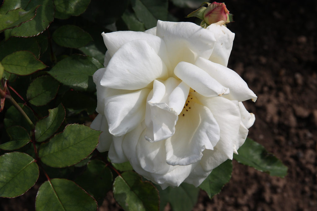 růže June Bride