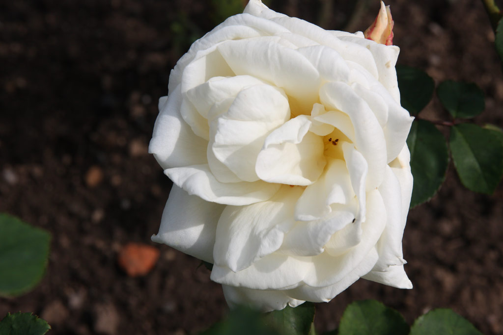 růže June Bride