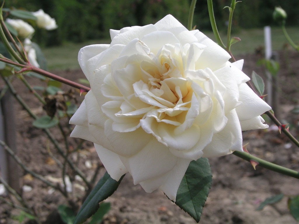 růže Kaiserin Auguste Viktoria