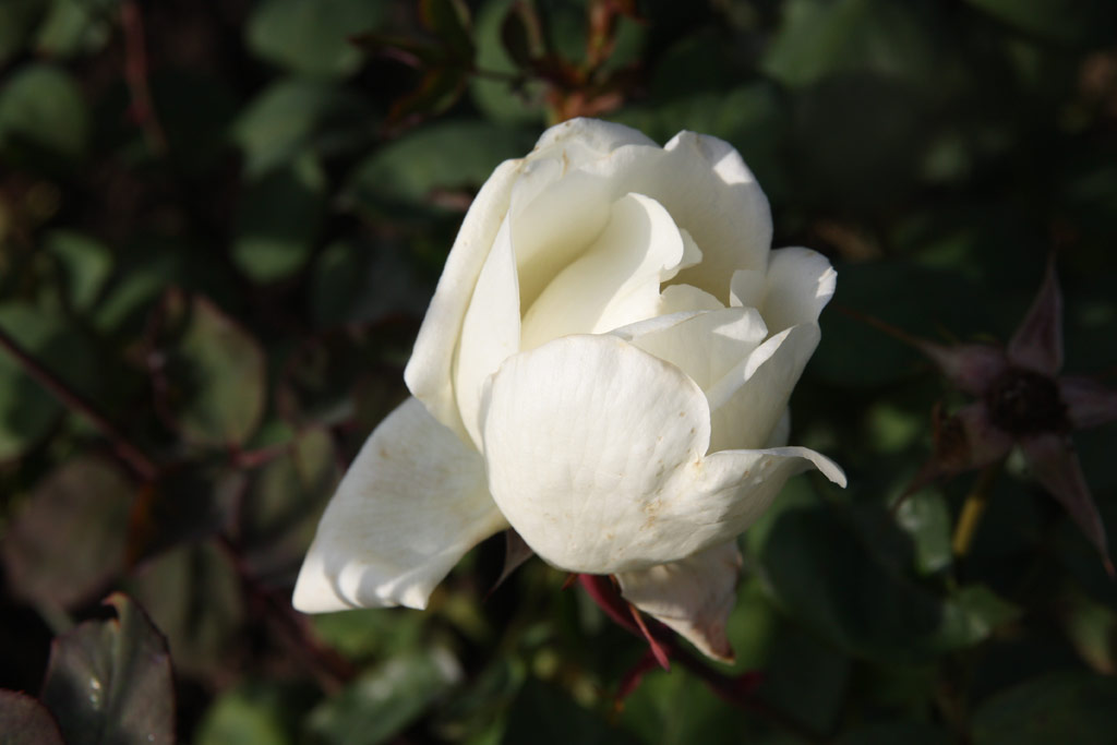 růže Kaiserin Auguste Viktoria