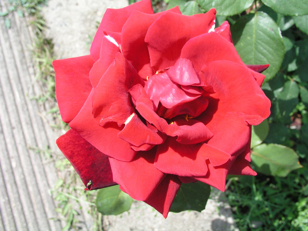 růže Kaiserin Farah