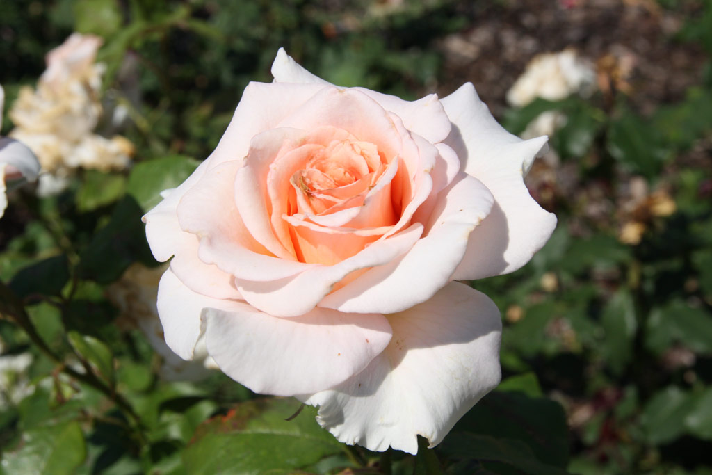 růže Kaiserin Zita