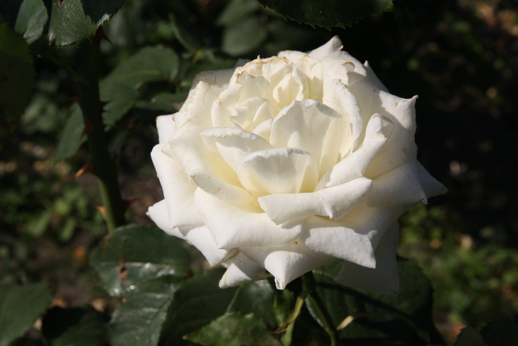 růže Kaiserin Zita