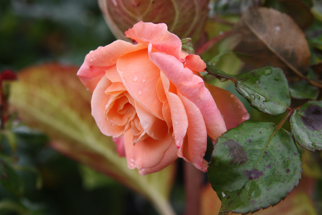 růže Kalmar