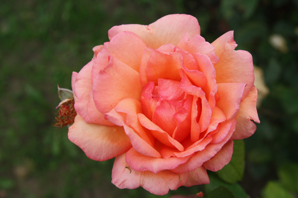 růže Kalotaszeg
