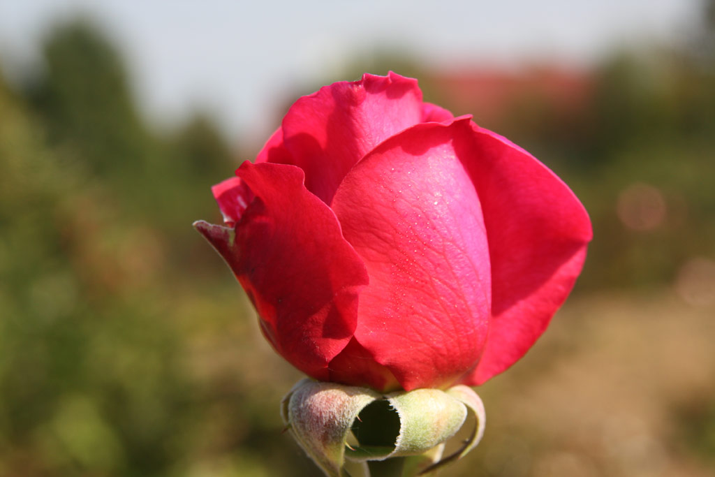 růže Kamlie
