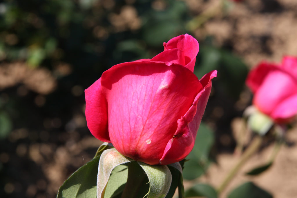 růže Kamlie