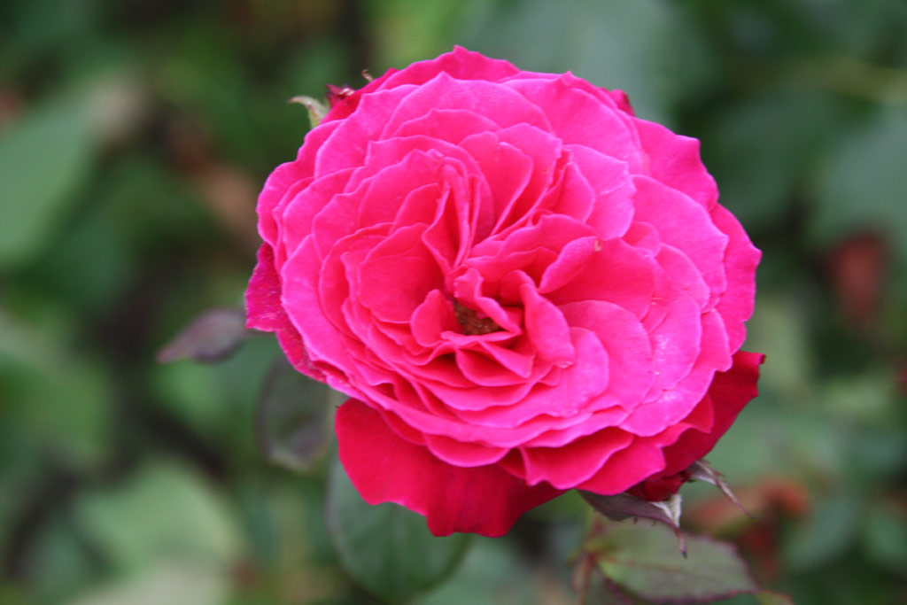růže Kanizsay Dorottya Emlke