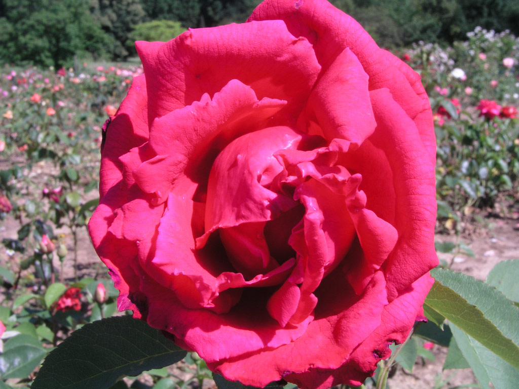 růže Kardinal (1965)