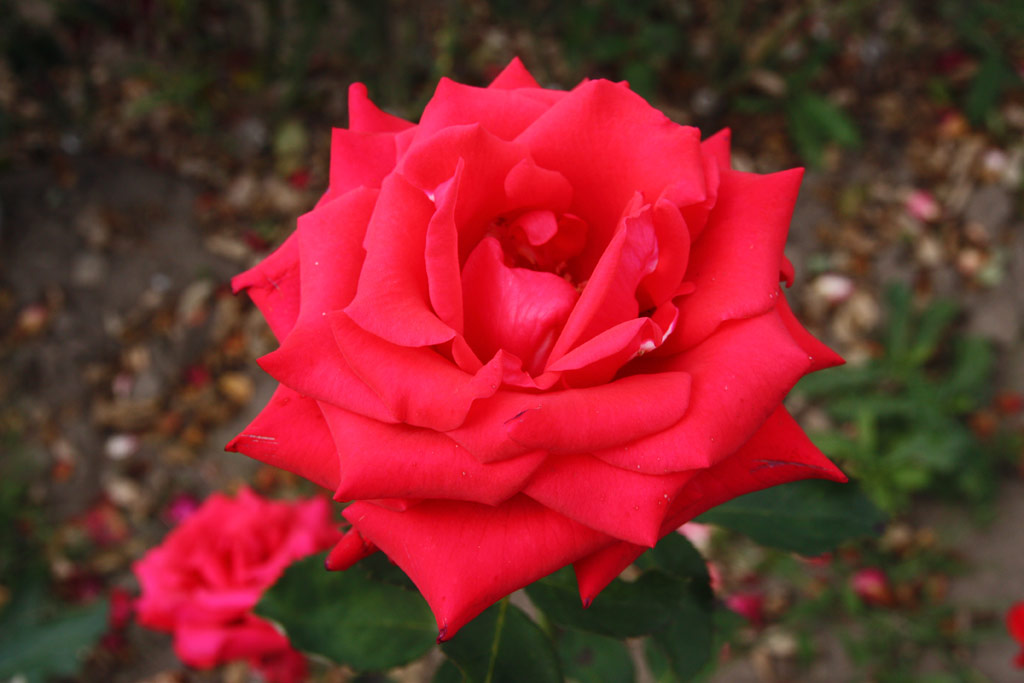 růže Kardinal (1985)