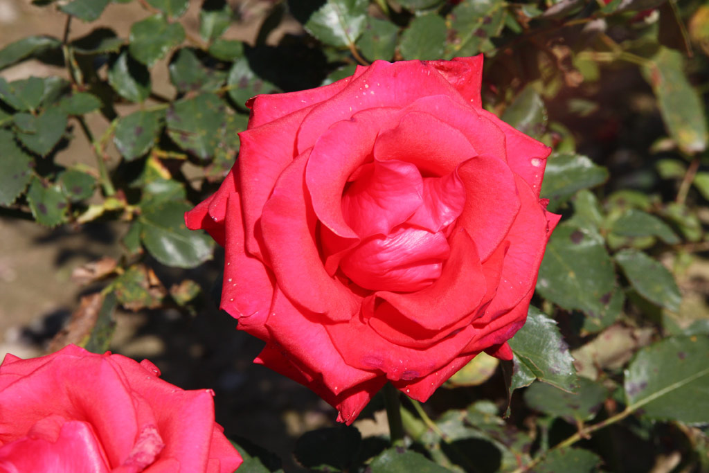 růže Kardinal (1985)