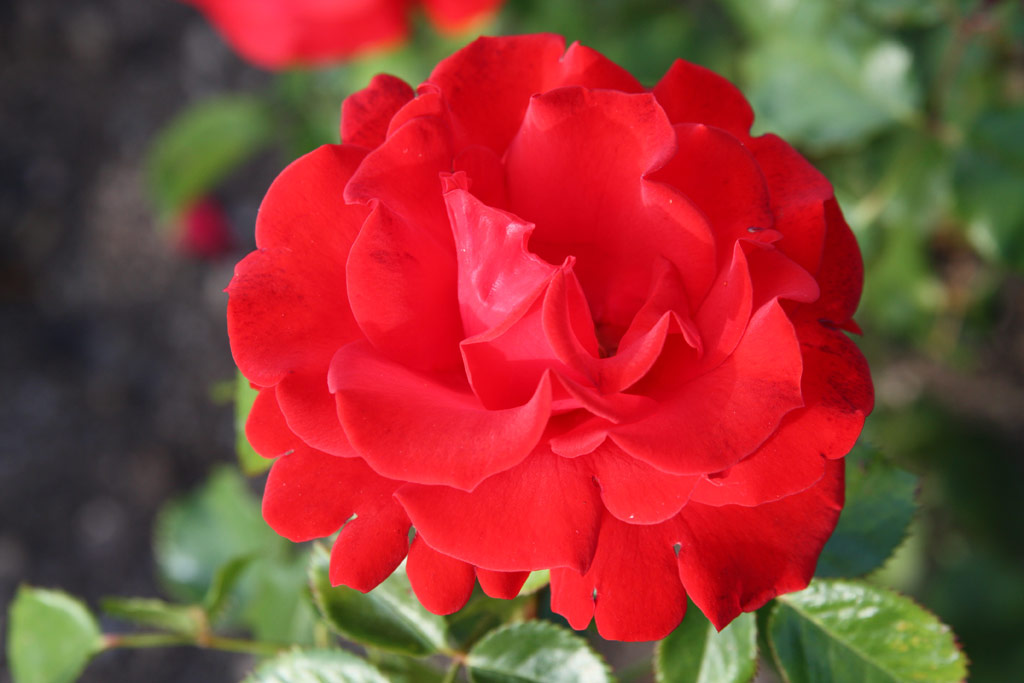 růže Kardinal Knig