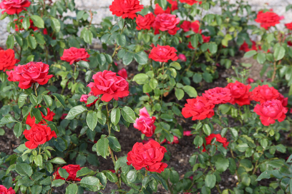 růže Kardinal Knig