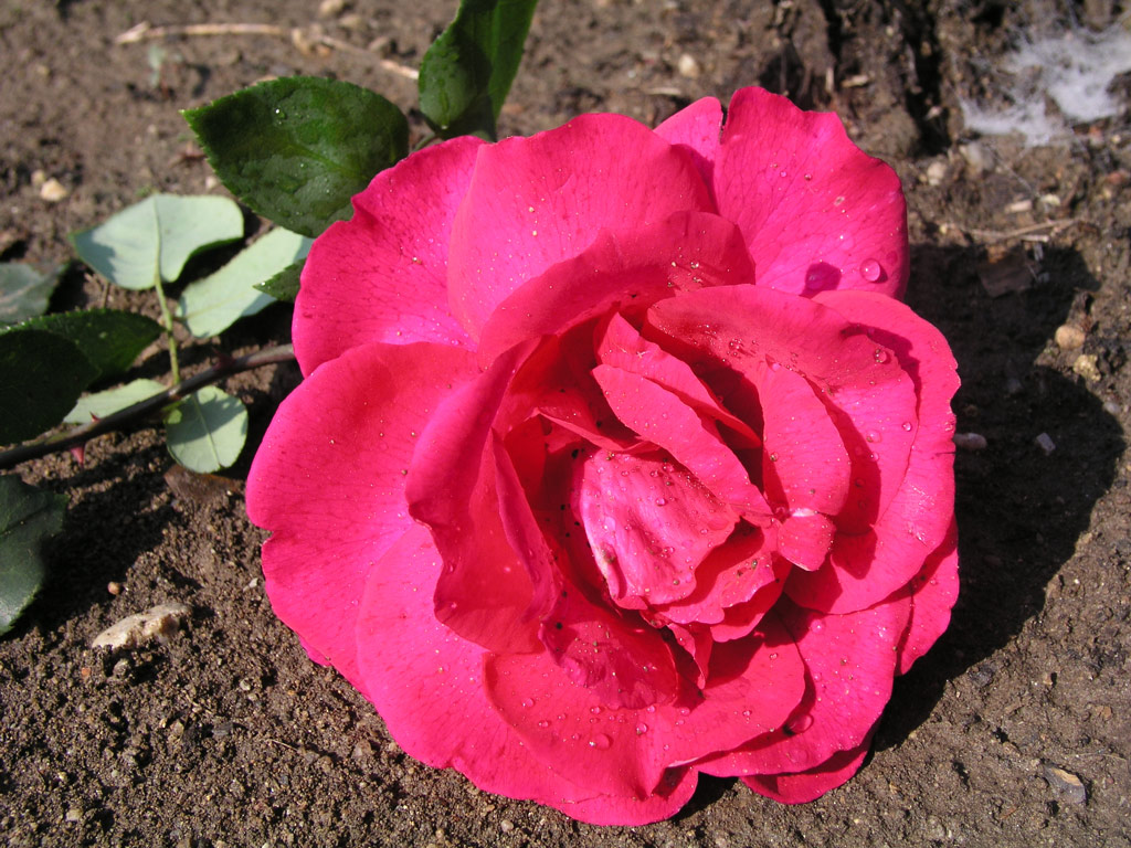růže Karel Hynek M�cha
