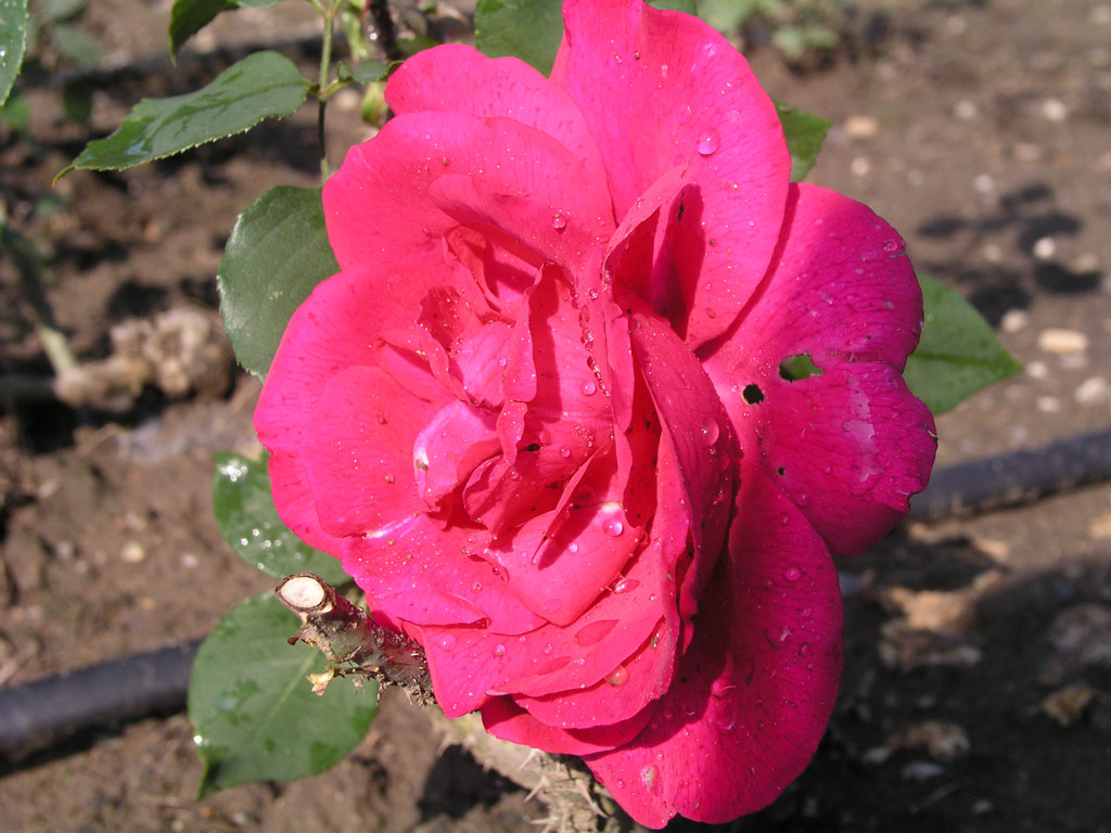 růže Karel Hynek M�cha