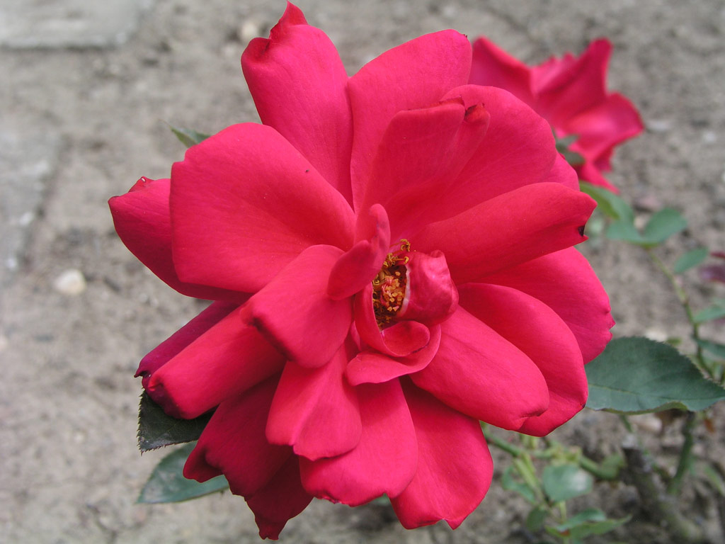 růže Karel IV
