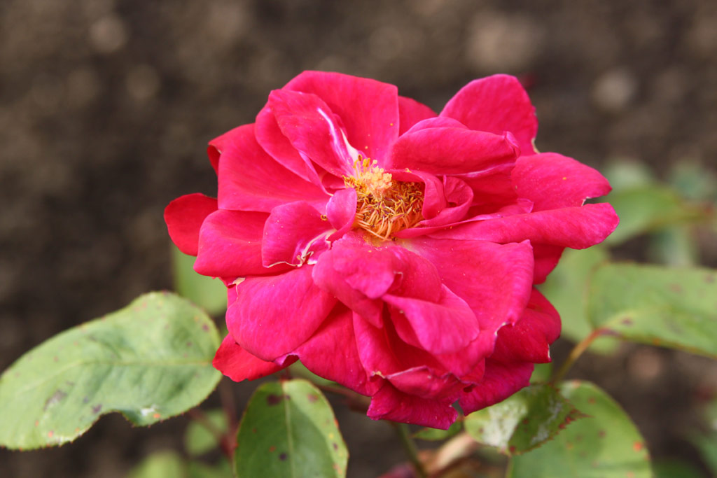 růže Karel IV