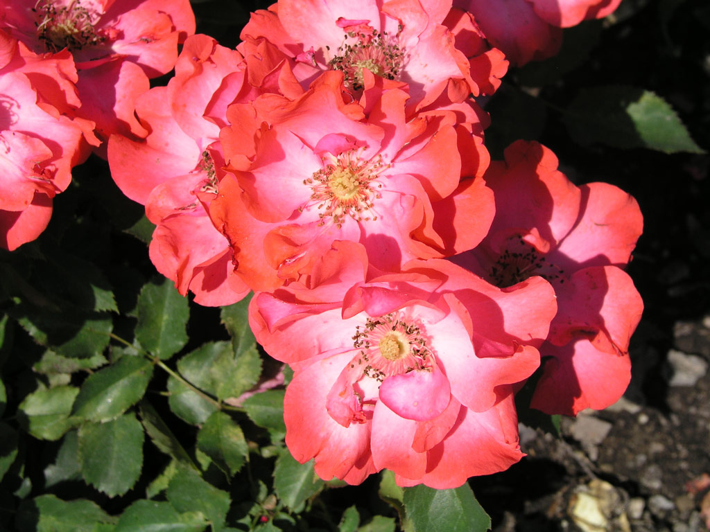 růže Karkulka