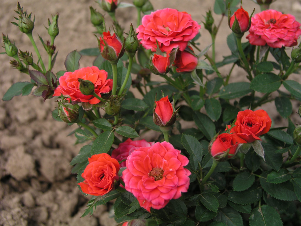 růže Karkulka Mini
