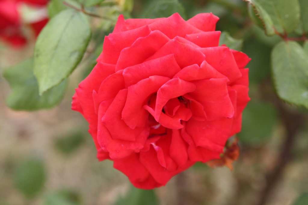 růže Karl Fischer