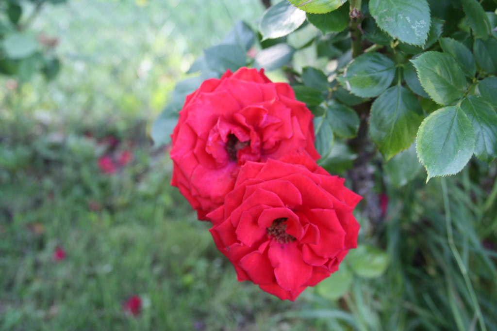 růže Karl Fischer